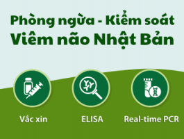 VIÊM NÃO NHẬT BẢN – PHẦN 2: Giải pháp hiệu quả bảo vệ con người và đàn heo