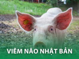 VIÊM NÃO NHẬT BẢN – PHẦN 1: Mối nguy với sức khỏe cộng đồng và ngành chăn nuôi heo