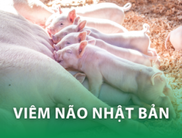 Viêm não Nhật Bản ở heo: Mối nguy thầm lặng và giải pháp phòng chống hiệu quả