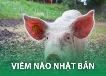 VIÊM NÃO NHẬT BẢN – PHẦN 1: Mối nguy với sức khỏe cộng đồng và ngành chăn nuôi heo