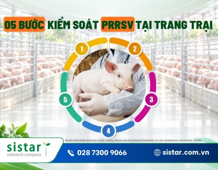 5 bước kiểm soát PRRSV tại trang trại: Từ chẩn đoán đến thực thi nhất quán