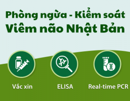 VIÊM NÃO NHẬT BẢN – PHẦN 2: Giải pháp hiệu quả bảo vệ con người và đàn heo