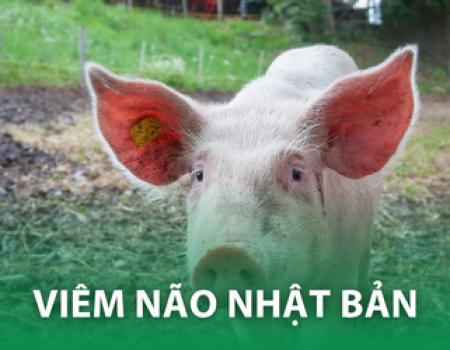 VIÊM NÃO NHẬT BẢN – PHẦN 1: Mối nguy với sức khỏe cộng đồng và ngành chăn nuôi heo